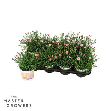 Dianthus Peach Party