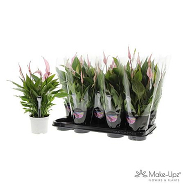Spath Bellini Make Upz Pink 8+