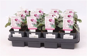 Cyclamen Hed Silverleaf White