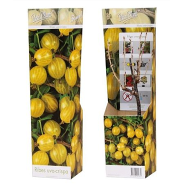 Ribes Uva-crispa Yellow