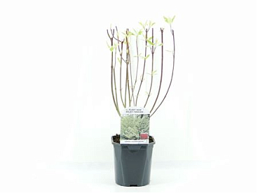 Cornus Alba Elegantissima