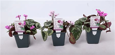Cyclamen Outsider
