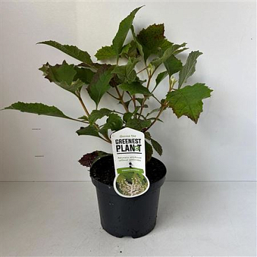 Hydrangea Quercifolia