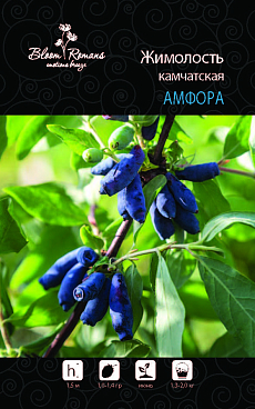 Жимолость камчатская Амфора | Оптовая цветочная компания «Флора Групп» Жимолость камчатская Амфора