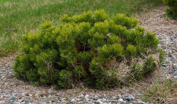 Сосна горная Турра