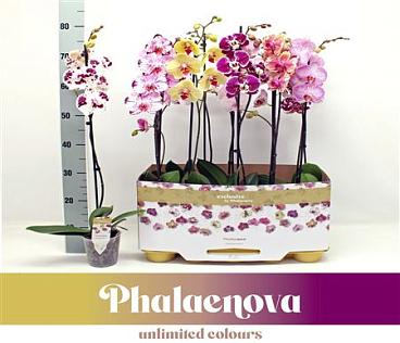 Phal 1st Taiwan Mix 9+ (phalaenova)