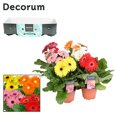 Gerbera Mix 3+ Showbox (decorum)