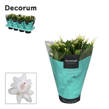 Schlumbergera White (decorum)