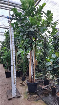 Ficus Lyrata Trio Stam Xxxl