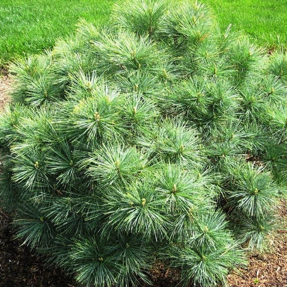 Сосна веймутова Блю Шаг