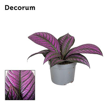 Strobilanthes Metallica