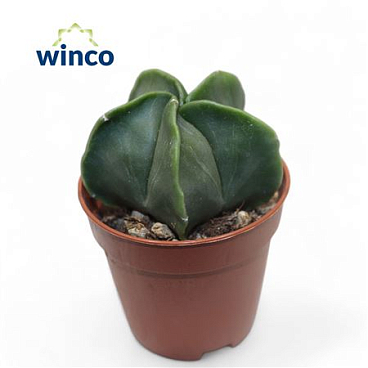 Astrophytum Nudim