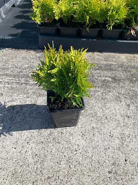 Туя западная Мириам