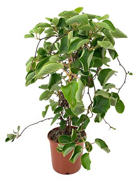 Actinidia
