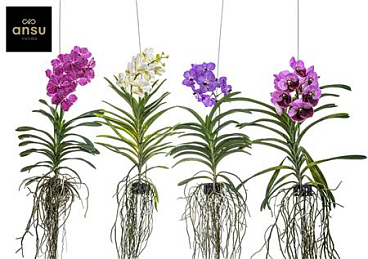 Vanda Yellow Mutant