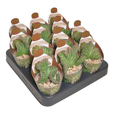 Stapelia Leendertziae Crestata Potcover