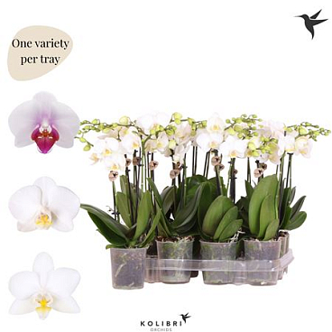 Phal 2st White (ok)