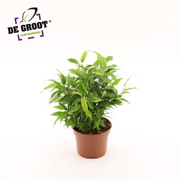 Ficus Be Natasja