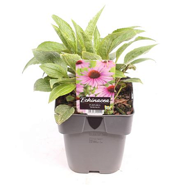 Echinacea Purp Magnus