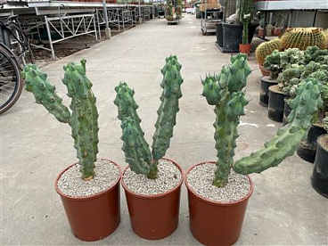 Myrtillocactus Geometrizans Boobie