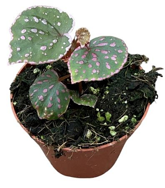 Begonia Muara Wahau