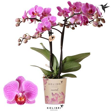 Phal 2st Hamburg 22+ (ok)