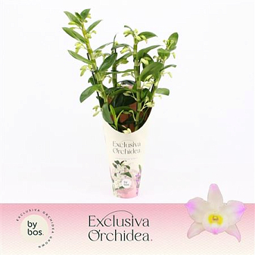 Dendr Nob Kumiko 4st Exclusiva Orchi