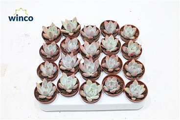 Echeveria Colorata Brandtii