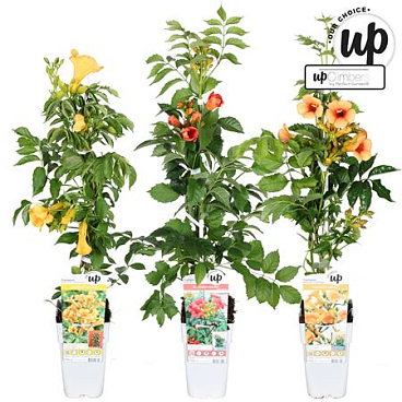 Campsis Mix (our Choice)