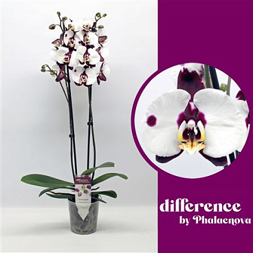 Phal 2st Polka Dots 14+ ( Phalaenova )