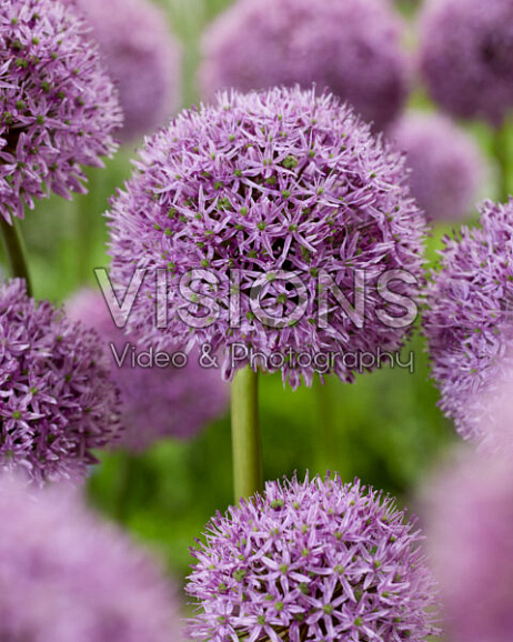 Аллиум Гладиатор