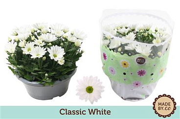Chrys Classic White In Bowl