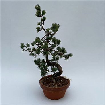 Pinus Parviflora Bonsai 'e9' 19 Cm (herkomst: Japa
