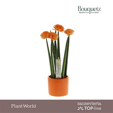 Sansevieria Top-line Bouquetz Orange