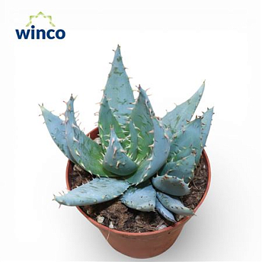 Aloe Peglarer