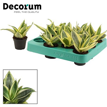 Sansevieria Hahnii Golden Hahnii (decorum)