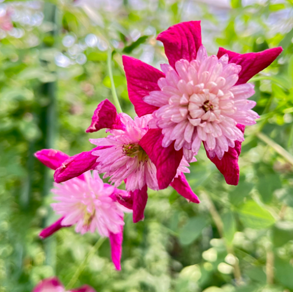 Клематис фиолетовый Авант Гард