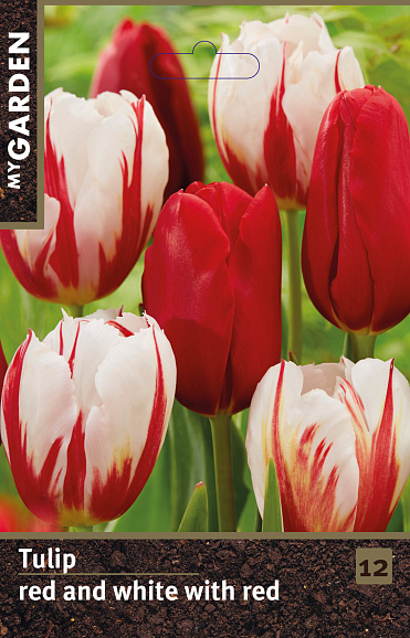 Тюльпан красно-белый