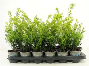 Taxus Media Goldstrike