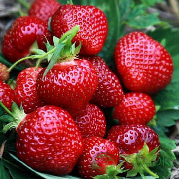 Земляника Хани