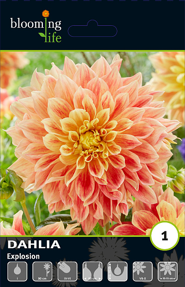 Георгина декоративная Эксплоужн