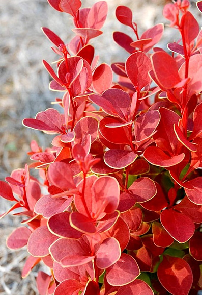 Барбарис тунберга Неон