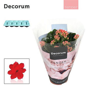 Kal Cal Serenity Light Red (decorum)