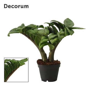 Zamioculcas Zenzi 2+ (decorum)