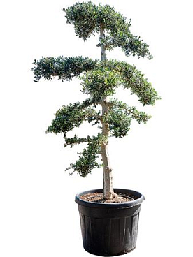 Olea Europaea 'sylvestris' (230-270)