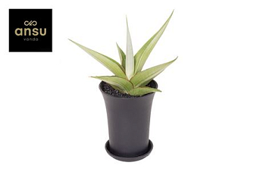 Sansevieria Comet Pastel Grey No. 2 Xl In Sierpot