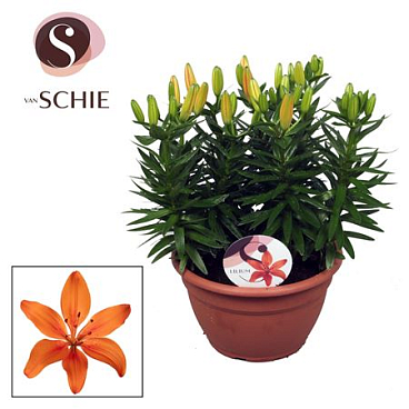 Lilium As Matrix Orange Bowl 9pp