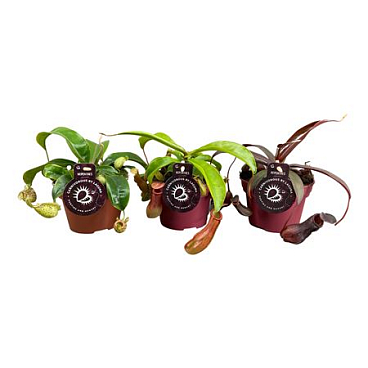 Nepenthes Mix