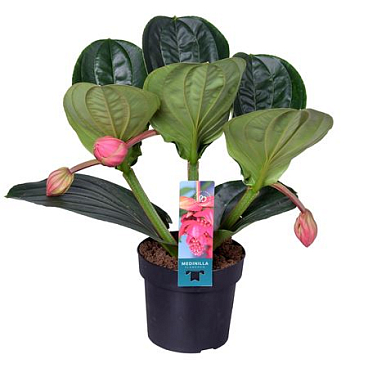 Medinilla Magnifica Flamenco 3+