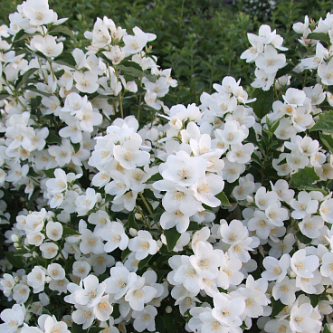 Чубушник Снежки в тубе